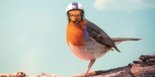 artikkelikuva: Linnuille turvaa Pilkington AviSafe™-lasilla